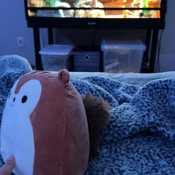 Sawyer Squirrel Squishmallow. - Picture 2 of 2